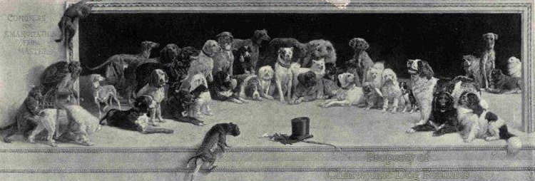 168 Canine Conference-Satire